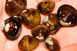 Rainbow clam (Corbicula Javanicus .var)