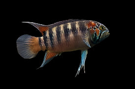 ZEBRA ACARA (Ivanacara Adoketa) *RARE*