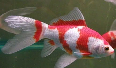 RED AND WHITE SHUBUNKIN (Carassius Auratus) 4-4.5"