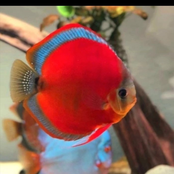 Blue Leopard Discus (Symphysodon discus) - Aqua Imports