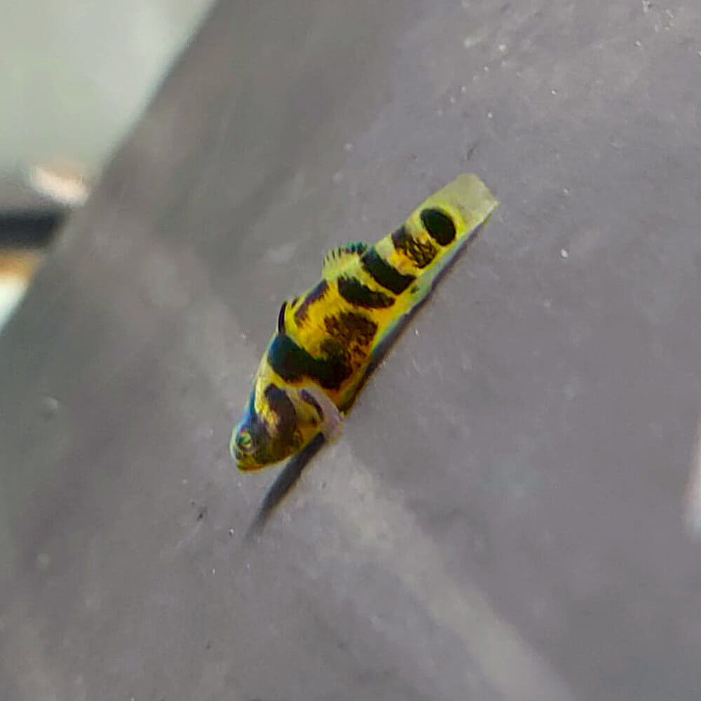 TIGER BUMBLEBEE GOBY (Brachygobius sp.Ozelot)