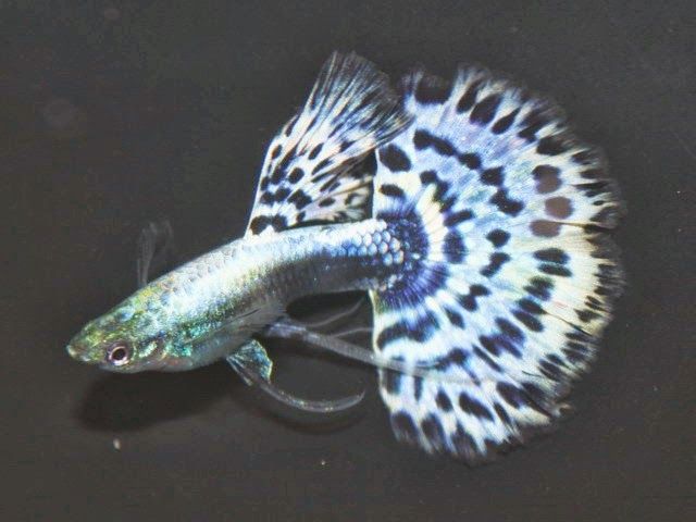 PANDA GUPPY ( PAIR ) (Poecilia reticulata) - Aquarists Across Canada