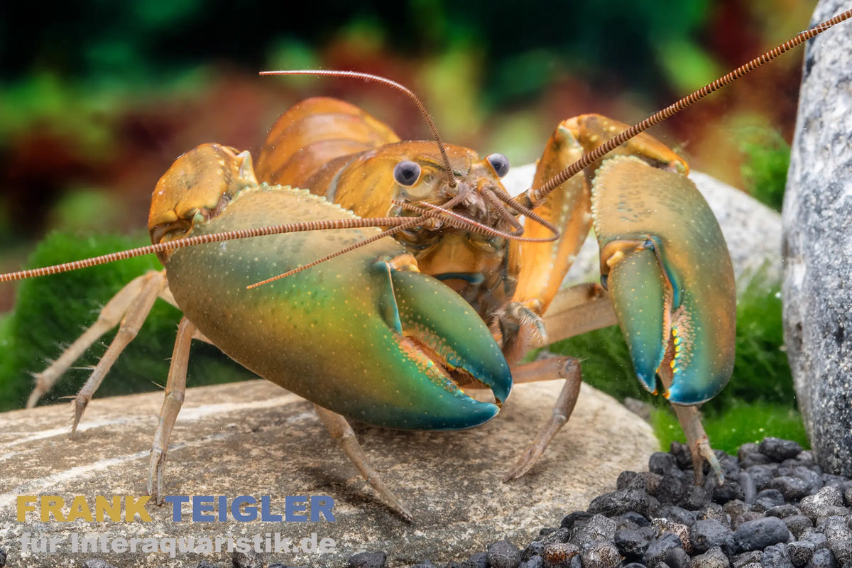 GREEN HULK CRAYFISH (Cherax .sp Green hulk)