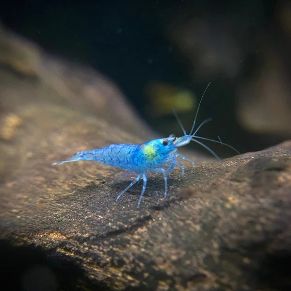 BLUE JELLY SHRIMP (Neocaridina davidi .var) Taiwan S grade - Aquarists Across Canada