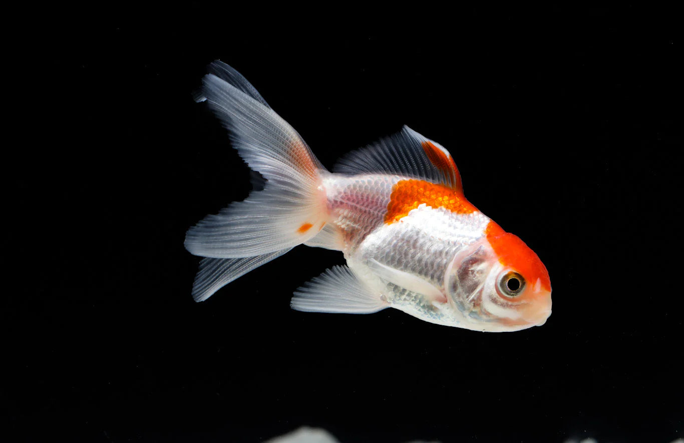 A GRADE RED AND WHITE ORANDA (Carassius auratus) 4" LARGE