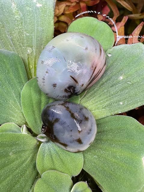 BELUGA NERITE SNAIL (Vittina waigiensis)