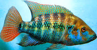TURQUOISE CICHLID (Astatheros robertsoni)