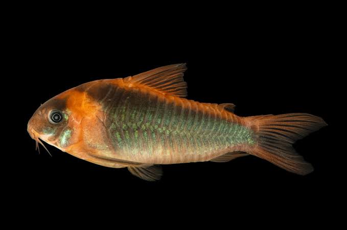 HORSEMANS CORYDORA (Corydoras Eques) - Aquarists Across Canada