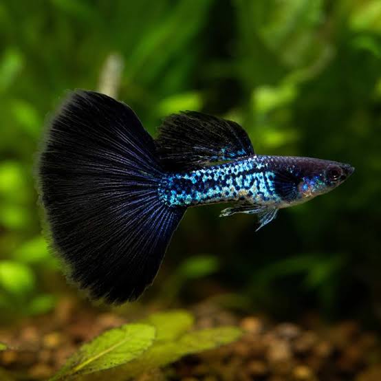 GUPPIES SNAKESKIN BLACK LACE ( PAIR ) (Poecilia reticulata)