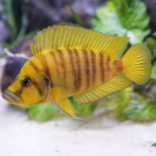 GOLD CALVUS (ALTOLAMPROLOGUS CALVUS)