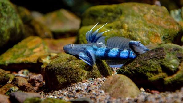 Threadfin Goby (Sicyopterus longifilis)