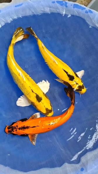 BANANA GINRIN KOI (Cyprinus Carpio) 4"
