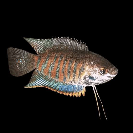 THICK LIPPED GOURAMI (Trichogaster labiosa) Wild Type