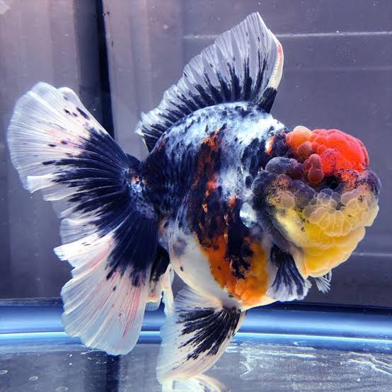 CALICO ORANDA ROUND BODY (carassius Auratus) 4"