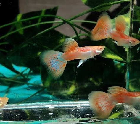 GUPPIES ALBINO PINK SAKURA (Poecilia reticulata)