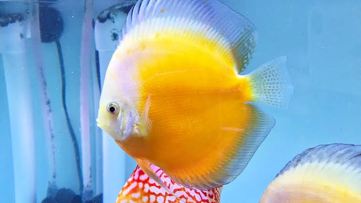 DISCUS GOLDEN VALENTINE *Symphysodon aequifasciatus* 3"
