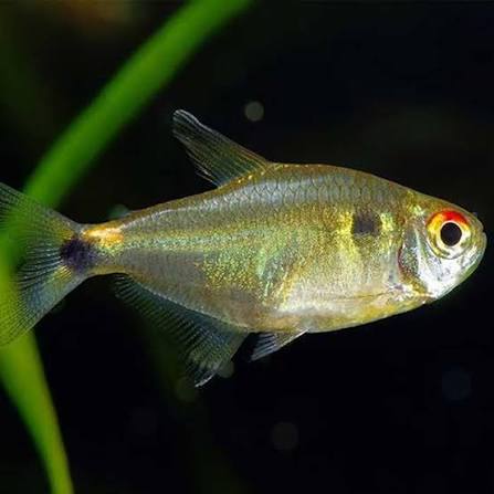 HEAD AND TAIL LIGHT TETRA (Holopristis ocellifer)