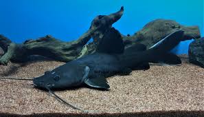 BLACK DEVIL CATFISH (Hemibagrus wyckii) *RARE*