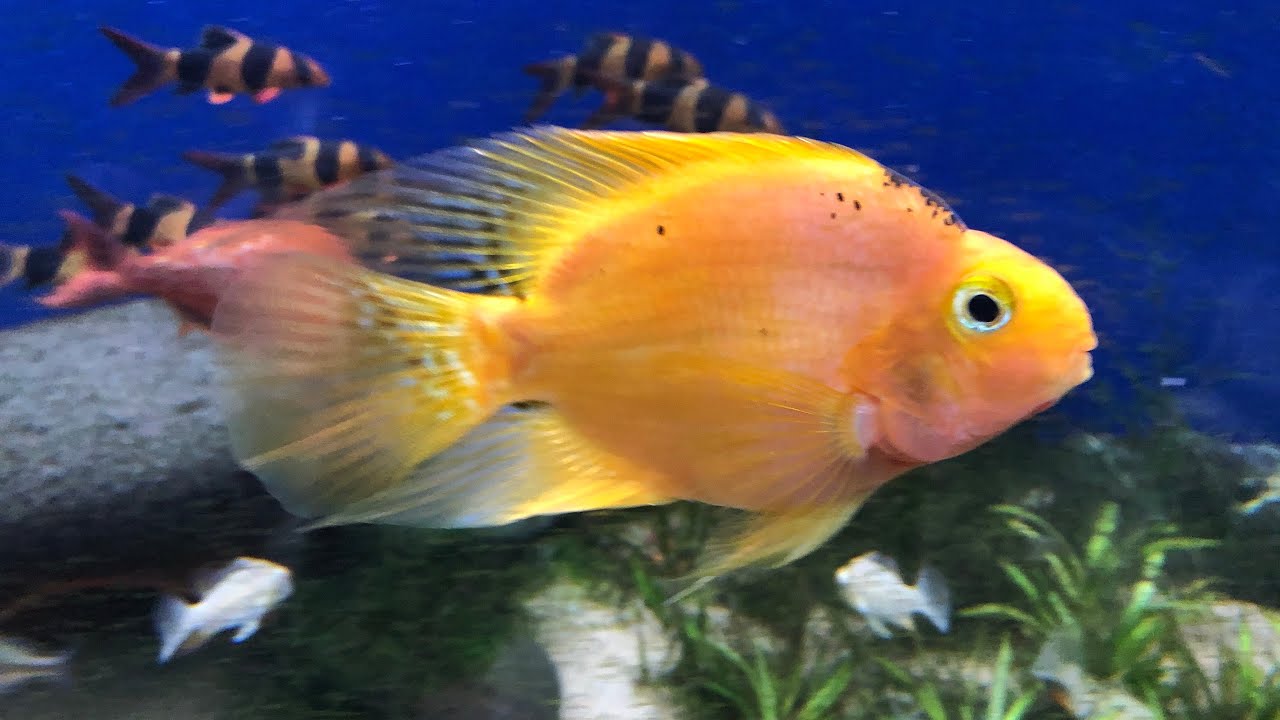 YELLOW PARROT CICHLID (Amphilophus citrinellus x Paraneetroplus synspilus)