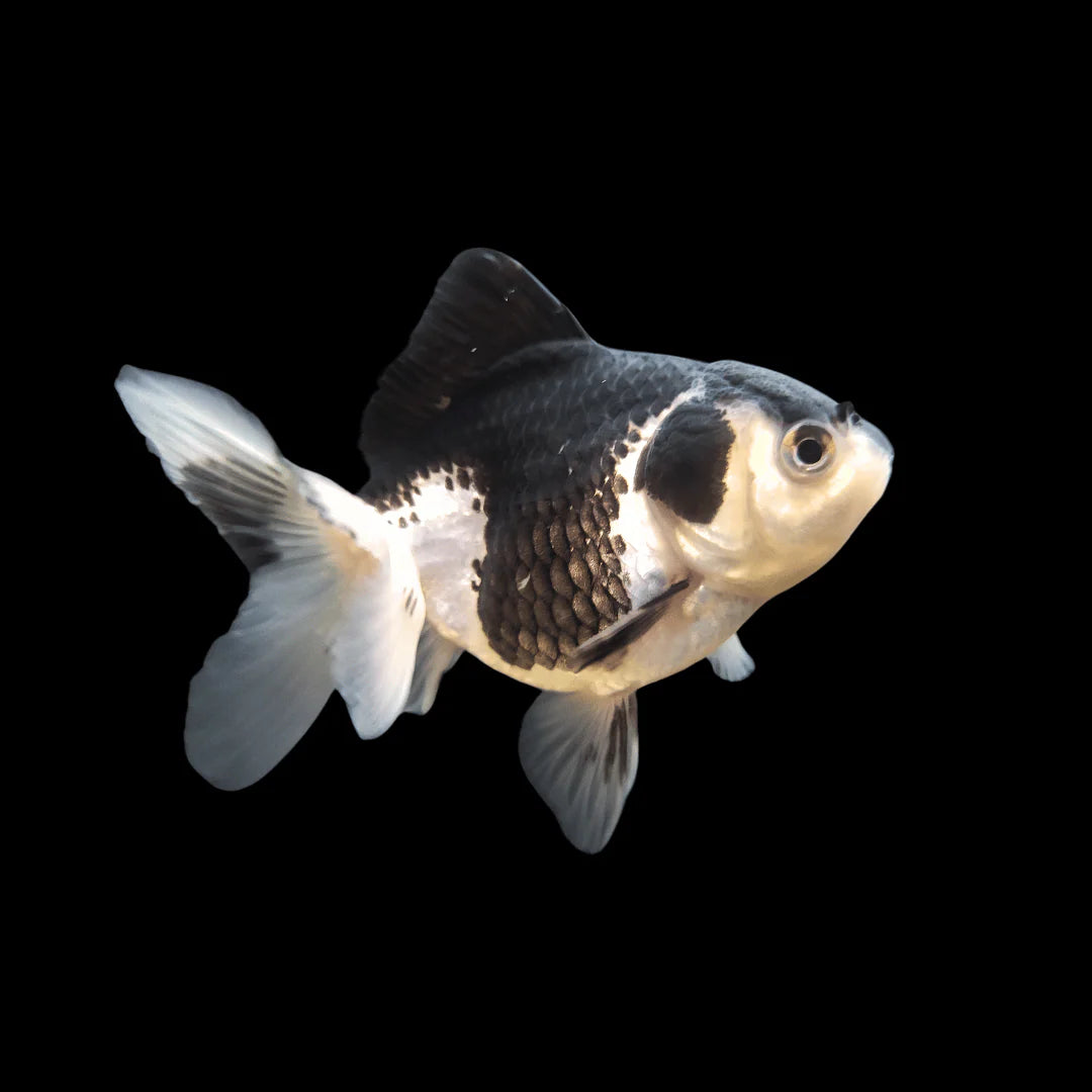 PANDA ORANDA (Carassius auratus) 2"