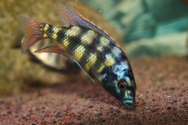 PLACIDOCHROMIS JOHNSTONI SOLO (Placidochromis Johnstonii) 4-5"