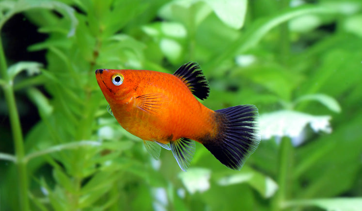 PLATY ASSORTED (Xiphophorus maculatus) XL