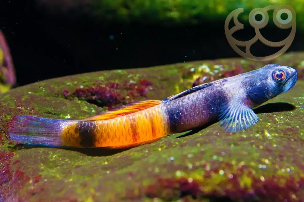 RED BELT GOBY (Sicyopus zosterophorus)