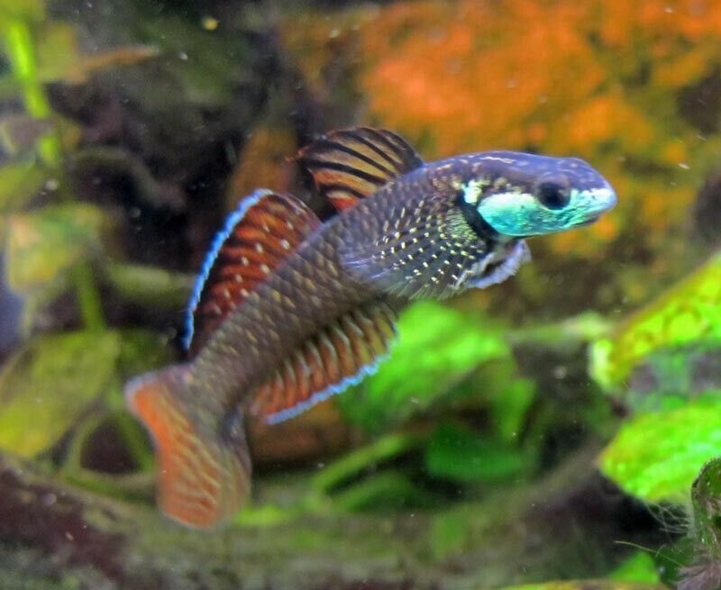 RAINBOW GOBY (Stiphodon Ornatus)