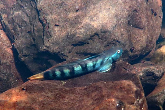 Sicyopterus sp, "mountain rock goby