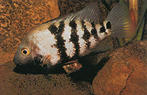 BLACKTHROAT CICHLID (Astatheros macracanthus)