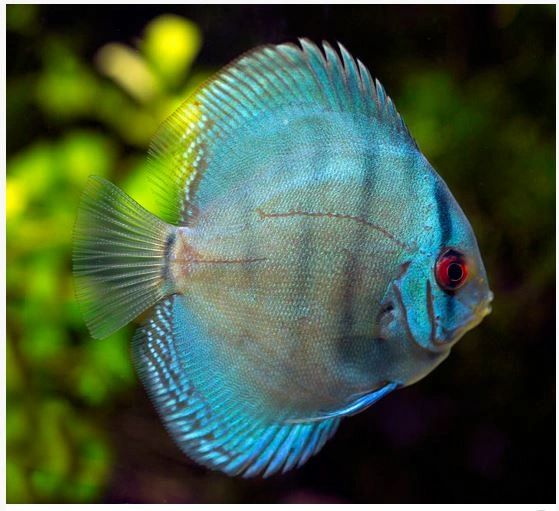 cobalt blue discus fish