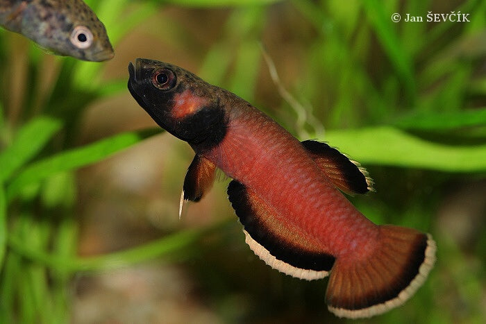 BETTA ALBIMARGINATA (breeding pairs) - Aquarists Across Canada