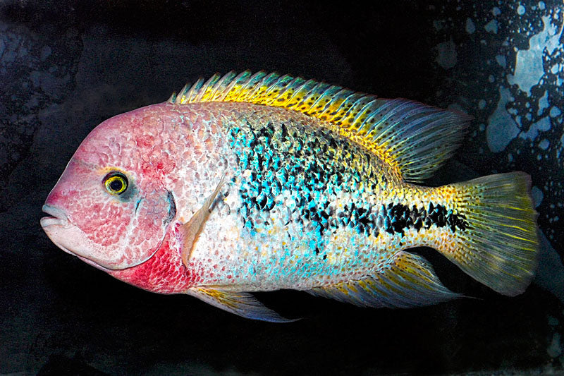 Red Headed Cichlid Vieja Synspilum Aquarists Across Canada