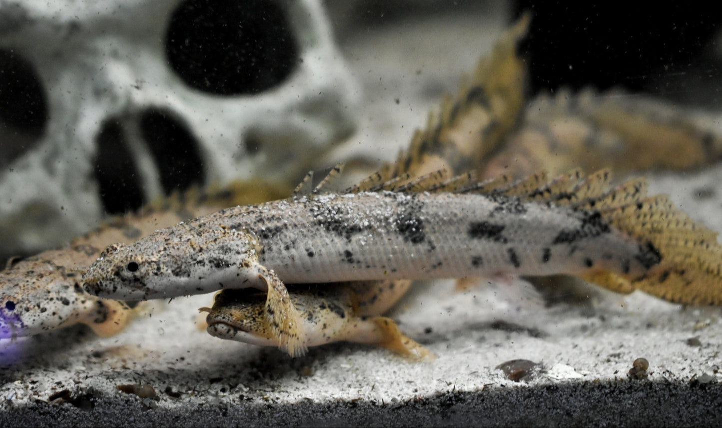 ENDLICHERI BICHIR (Polypterus endlicheri) - Aquarists Across Canada