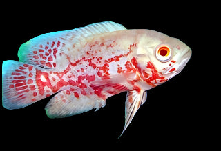 ALBINO TIGER OSCAR (Astronotus ocellatus) 2-3" A2405T