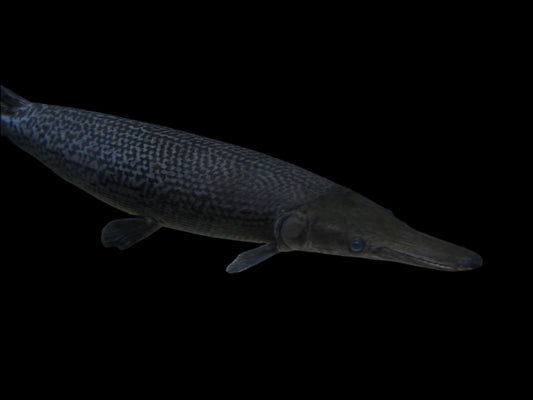 ALLIGATOR GAR (Atractosteus spatula) 3" A2410TH