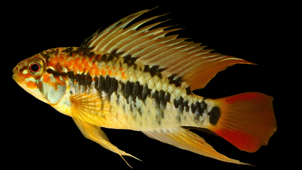 APISTOGRAMMA MACMASTERI (Apistogramma Macmasteri)