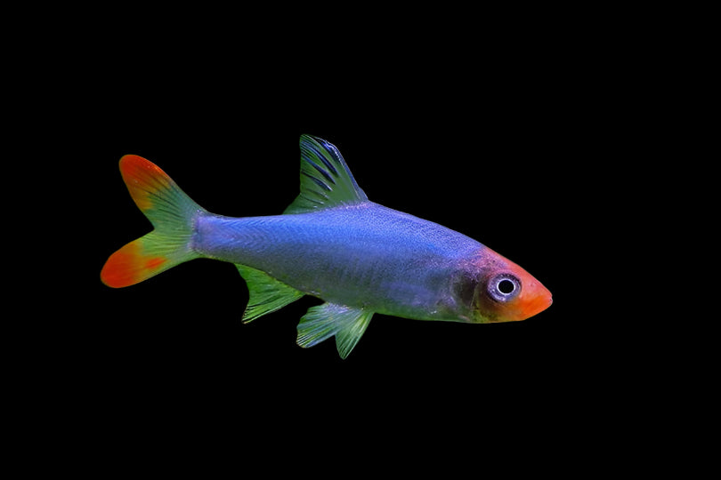 ASIAN RUMMYNOSE (Sawbwa resplendens) - Aquarists Across Canada