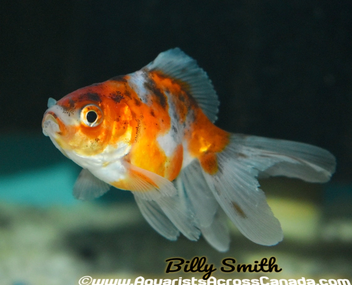 CALICO JELLYHEAD ORANDA (Carassius Auratus) 2.5" - Aquarists Across Canada