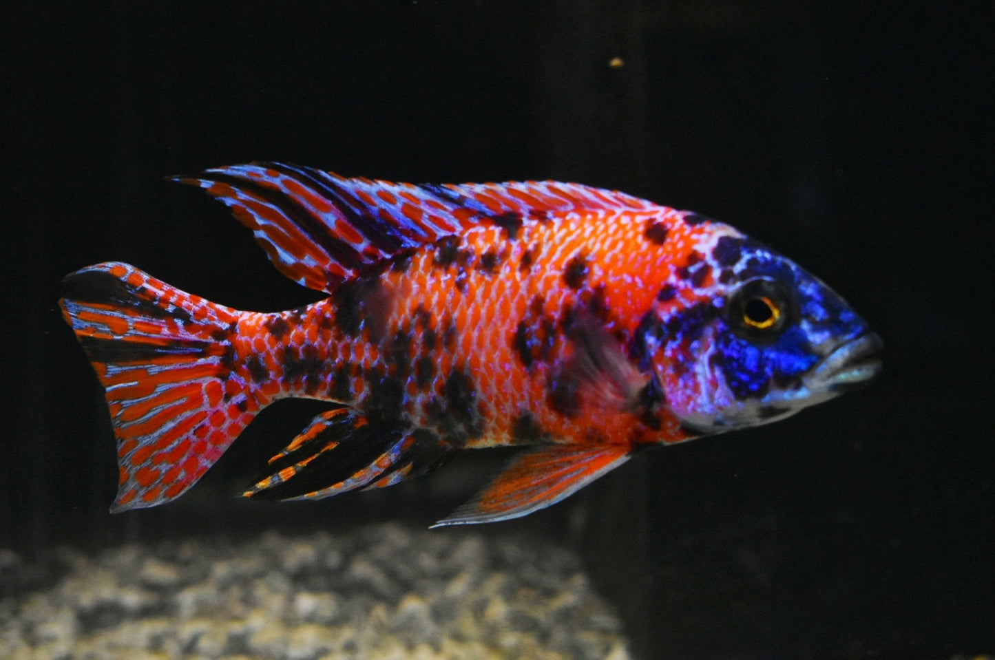 AULONOCARA .SP "ORANGE BLOTCH" SELECT RUBY RED (HOUSEBRED, DOMESTIC) 5" MALE