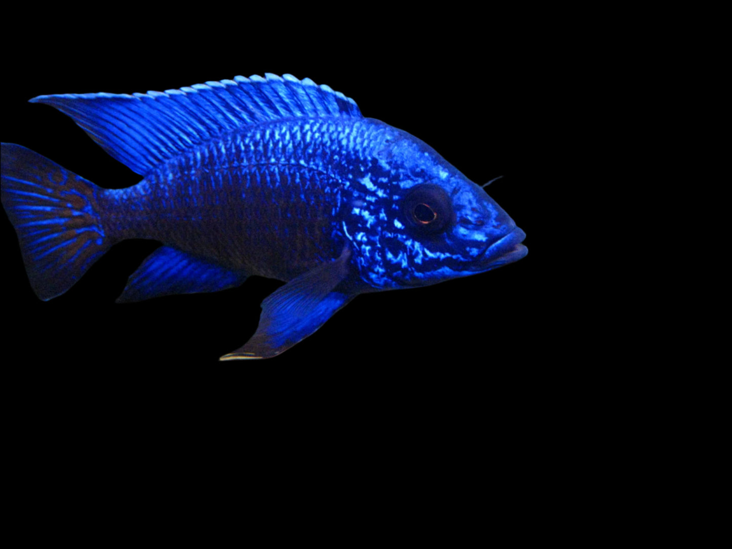 AULONOCARA COBUE "BLUE REGAL" 5" MALE