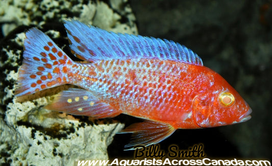 AULONOCARA FIREFISH *ALBINO* HOUSEBRED. DOMESTIC 3.5" MALE