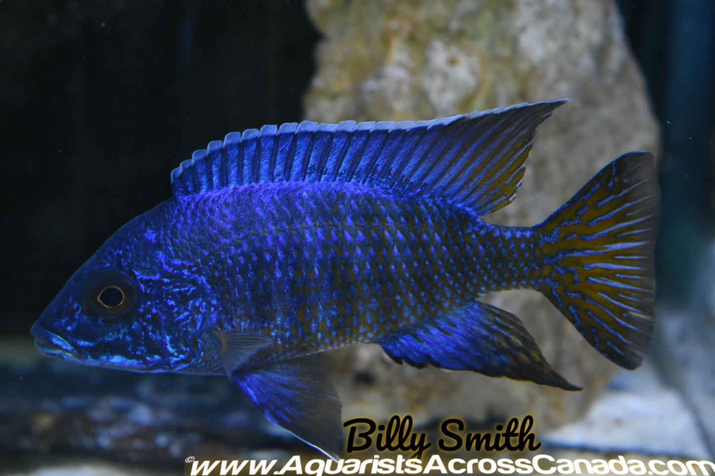 AULONOCARA STUARTGRANTI .SP CHILUMBA (HOUSEBRED, F1) 2" - Aquarists Across Canada