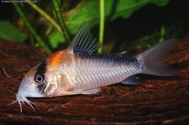 ADOLFOI CORYDORA (Corydoras adolfoi) - Aquarists Across Canada
