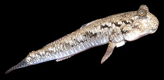 BARRED MUDSKIPPER (Periophthalmus argentilineatus) - Aquarists Across Canada
