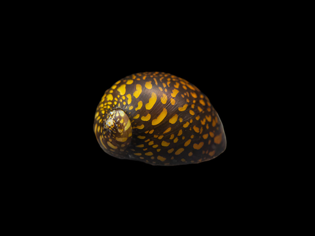 BATIK NERITE (Neritina natalensis)