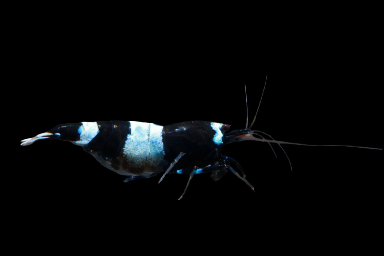 BKK PANDA SHRIMP (Caridina cantonensis .var)