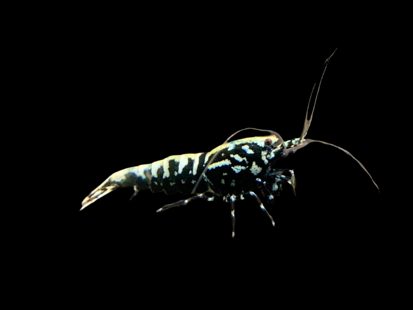 BLACK GALAXY FISHBONE SHRIMP (Caridina cantonensis .var)
