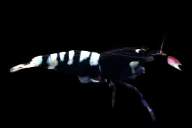 BLACK PINTO SHRIMP (Caridina Cantonensis .Var)