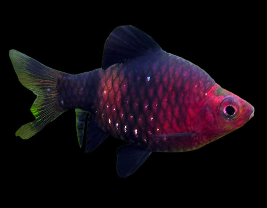 BLACK RUBY BARB (Pethia nigrofasciata) - Aquarists Across Canada